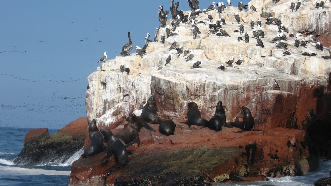 Reserva Nacional de Paracas